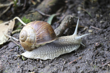 Weinbergschnecke