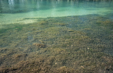 Flora at the bottom of the river bed 08