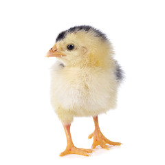 little chicken isolated on the white
