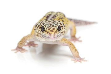 Small gicon lizard