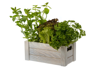 Fresh potted lettuce, mint and parsley in wooden box isolated.