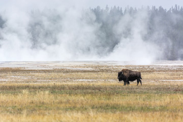 American bison (Bison bison)