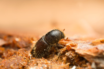 Bark borer on wood