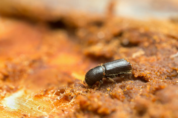 Bark borer on wood