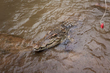 Крокодил плывет к берегу