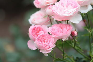 薔薇