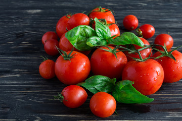 Tomatoes on vine and green basil