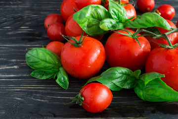 Tomatoes on vine and green basil
