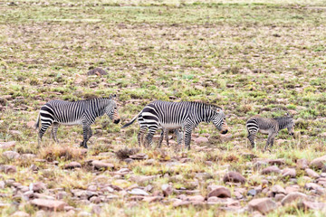 Fototapeta na wymiar Two wet mountain zebra mares with foals