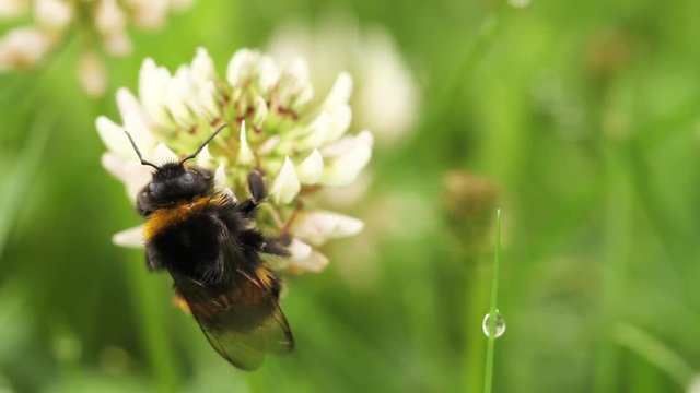 Bumblebee on a clover blossom