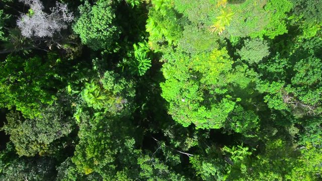 Aerial view of Barron Gorge National Park Rainforest Queensland Australi
