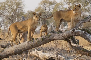 Lions with cub