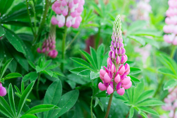 Fresh lupine blossom close up
