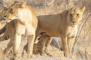 Fototapeta na wymiar Baby lion with mother