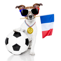 soccer football dog with ball