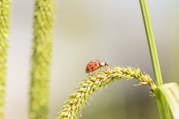 Ladybug