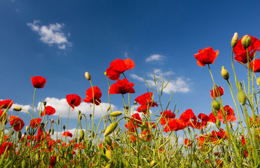 Obraz premium Czerwone maki na zielonym polu, niebie i chmurach
