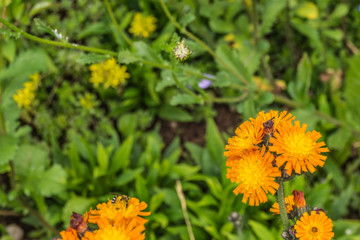 Orangerotes Habichtskraut