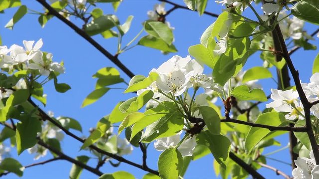 Pear tree flowers on light wind a warm spring day