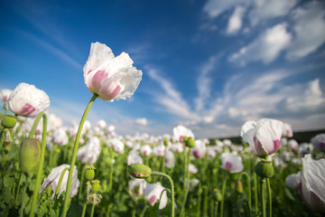 White poppy meadow