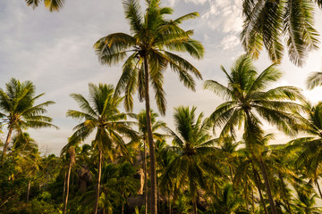 Kokospalme gegen blauen Himmel in Koh Tao © themorningglory