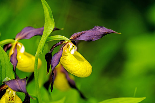 Fototapeta Frauenschuh, Cypripedium calceolus, wilde Orchide