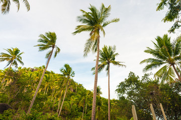Naklejka na ściany i meble Coconut palm tree against blue sky in Koh Tao