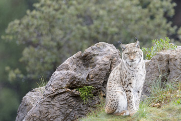Eurasian lynx (Lynx lynx), sitting on top of a rock, looking at camera, Cabarceno Natural Park, Cantabria, Spain