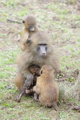 Guinea baboon (Papio papio) mother with child in her arms and two youngsters looking, Captive, Spain.