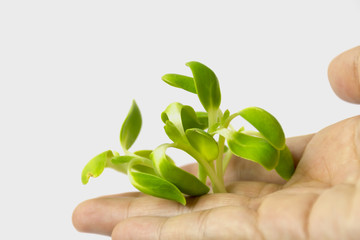 plant in the hand