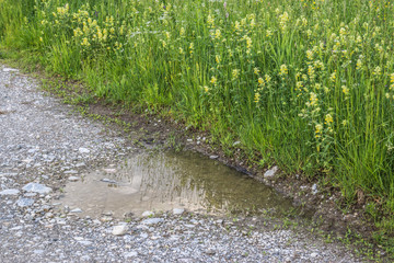 Regenpfütze