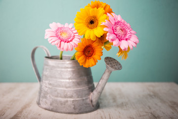Gerbera in der Gießkanne auf einem Holztisch 