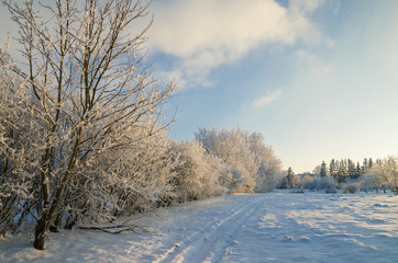 trees covered with hoarfrost against the blue sky