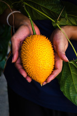 Hand Hold Spiny Bitter Gourd 