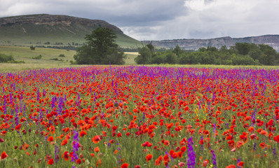 purple and red poppy field in mountains