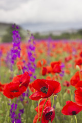 Fototapeta premium purple and red poppy field in mountains