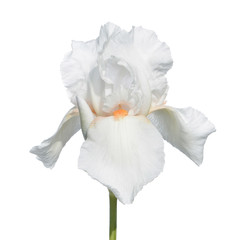 Fototapeta na wymiar White iris isolated on white background