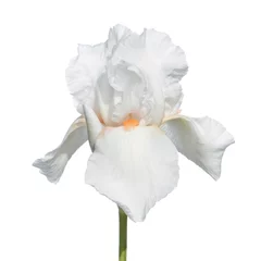 Crédence de cuisine en verre imprimé Iris Iris blanc isolé sur fond blanc