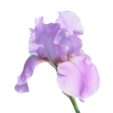 Lilac iris isolated on white background