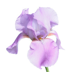 Iris violet isolé sur fond blanc