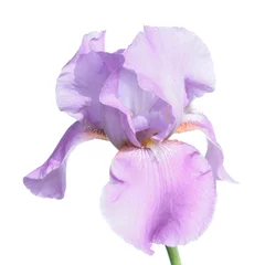 Crédence de cuisine en verre imprimé Iris Iris violet isolé sur fond blanc