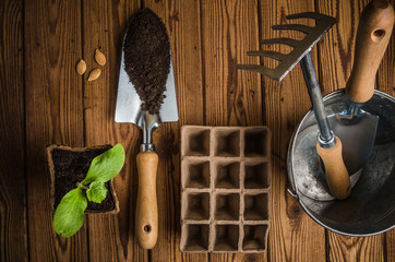 Still-life with sprouts and the garden tool, the top view