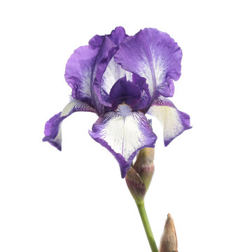 White-purple iris isolated on white background