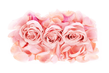 Fototapeta na wymiar Drei Rosen Rosenblätter Rosenblüten rosa
