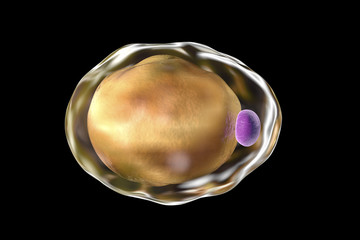 Fat cell, adipose cell, adipocyte. 3D illustration showing presence of big lipid droplet (yellow) inside the cell. The violet structure is nucleus
