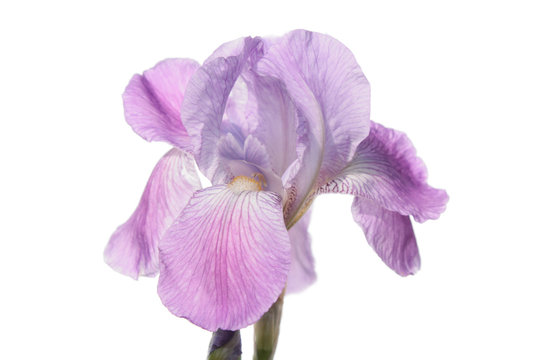Purple iris isolated on white background