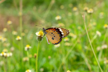 Butterfly on flower.