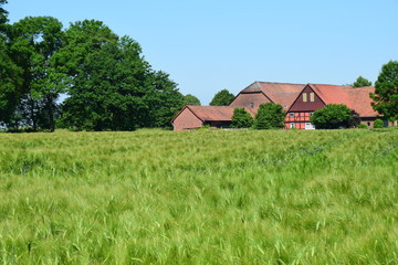 Gerstenfeld in Probsthagen