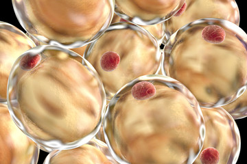 Fat cells, adipose cells, adipocytes. 3D illustration showing presence of big lipid droplet (yellow) inside the cell. The red structure is nucleus - obrazy, fototapety, plakaty