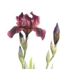 Vinous iris isolated on white background